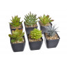 Zestaw mini kaktus w doniczce 9 cm MIX 12 sztuk/kpl