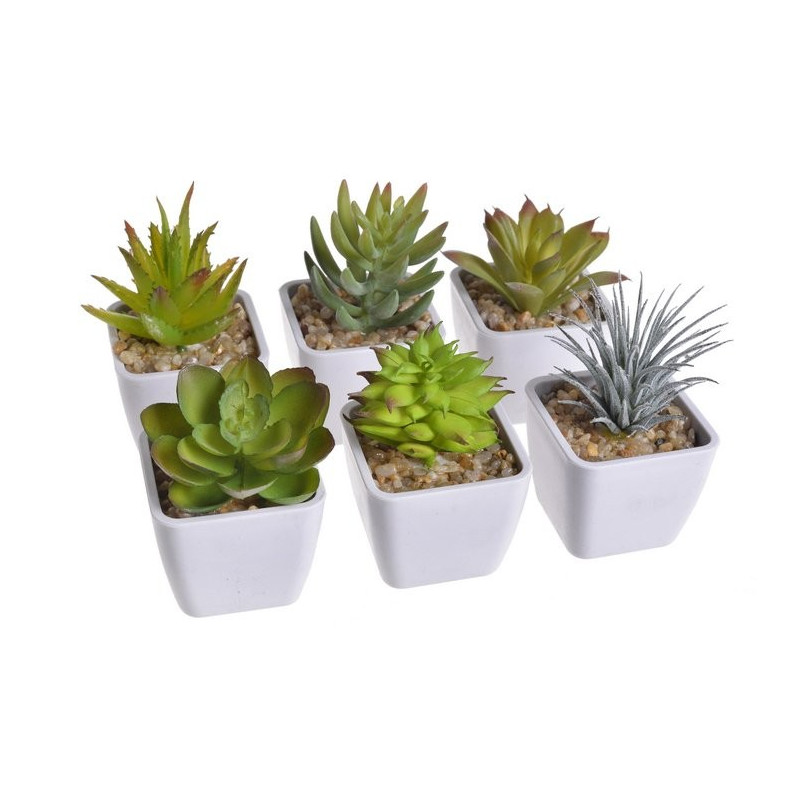 Zestaw mini kaktus w doniczce 9 cm MIX 12 sztuk/kpl