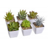 Zestaw mini kaktus w doniczce 9 cm MIX 12 sztuk/kpl