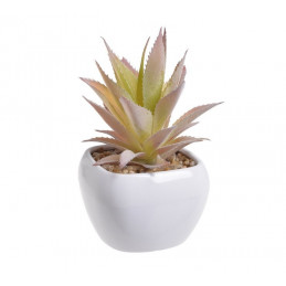 Kaktus w doniczce 16,5 cm
