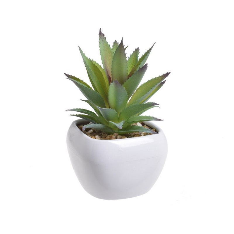 Kaktus w doniczce 16,5 cm