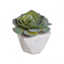 Sukulent w doniczce 10 cm