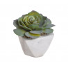 Sukulent w doniczce 10 cm