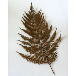 Big Fern 80 cm - paproć preparowana