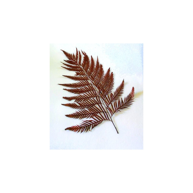 Big Fern 80 cm - paproć preparowana