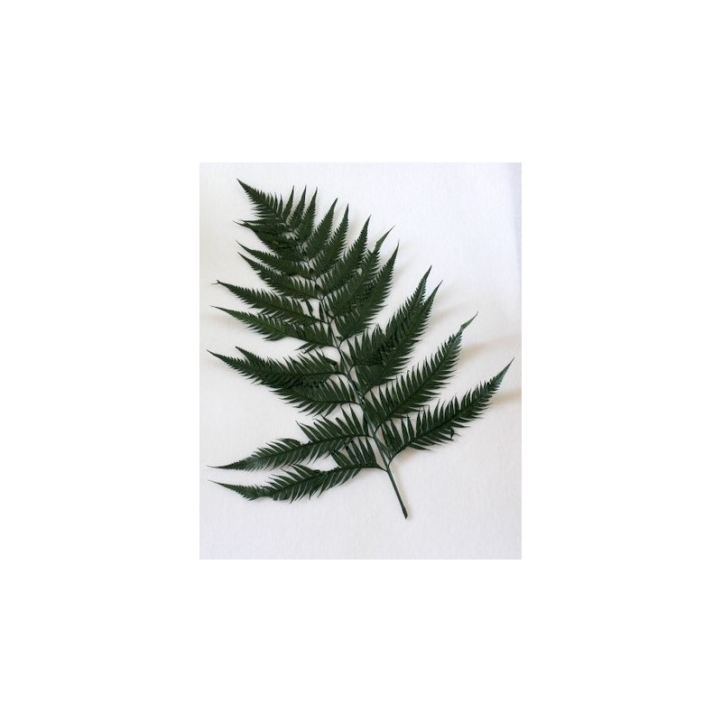 Big Fern 80 cm - paproć preparowana