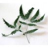 Mountain Fern ( górska paproć ) 40x40 cm 10 szt/pacz
