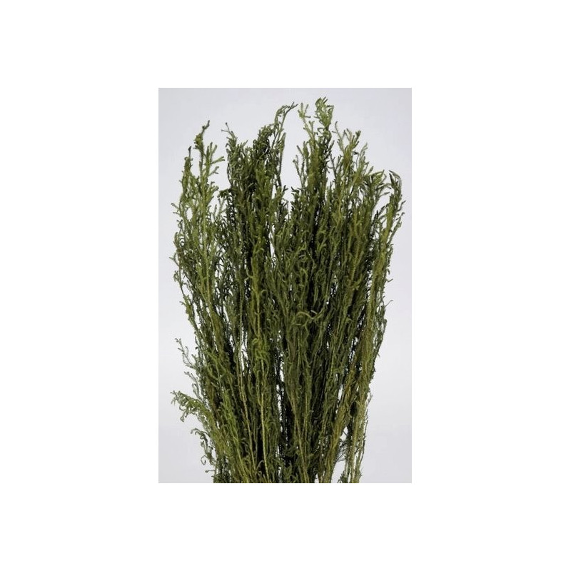 Długie likopodium ( Long Licopodium ) 120 g