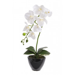 Storczyk  w doniczce_45 cm