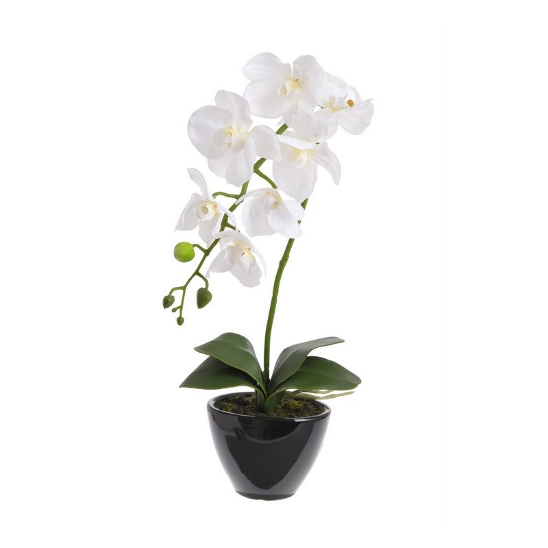 Storczyk  w doniczce_45 cm