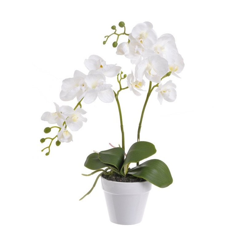 Storczyk  w doniczce_45 cm