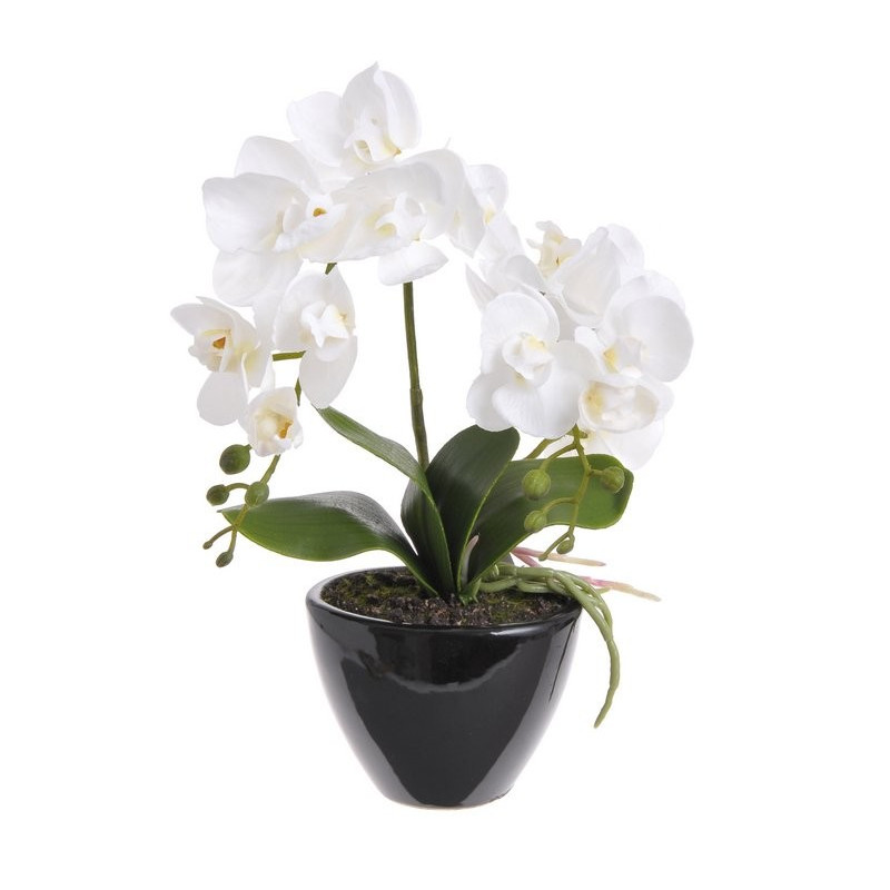 Storczyk  w doniczce 35 cm