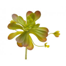 Sukulent 17x13 cm - jak żywy