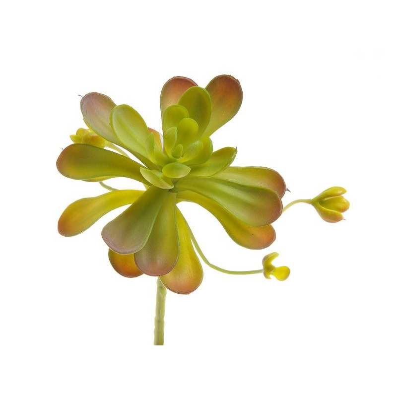 Sukulent 17x13 cm - jak żywy