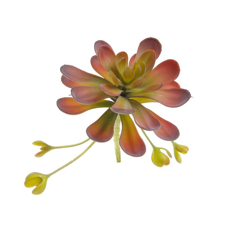 Sukulent 17x13 cm - jak żywy