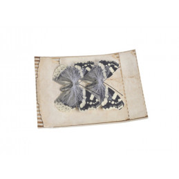 Motyl na klipie 6cm, 2szt/paczka CR / B