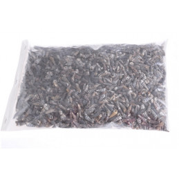 Muszle OORI SHELL_1,8-2,3 cm 1KG