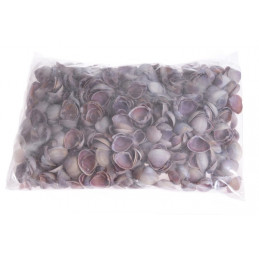 Muszle BLUE CHIPPY, 2,5-3cm_1KG