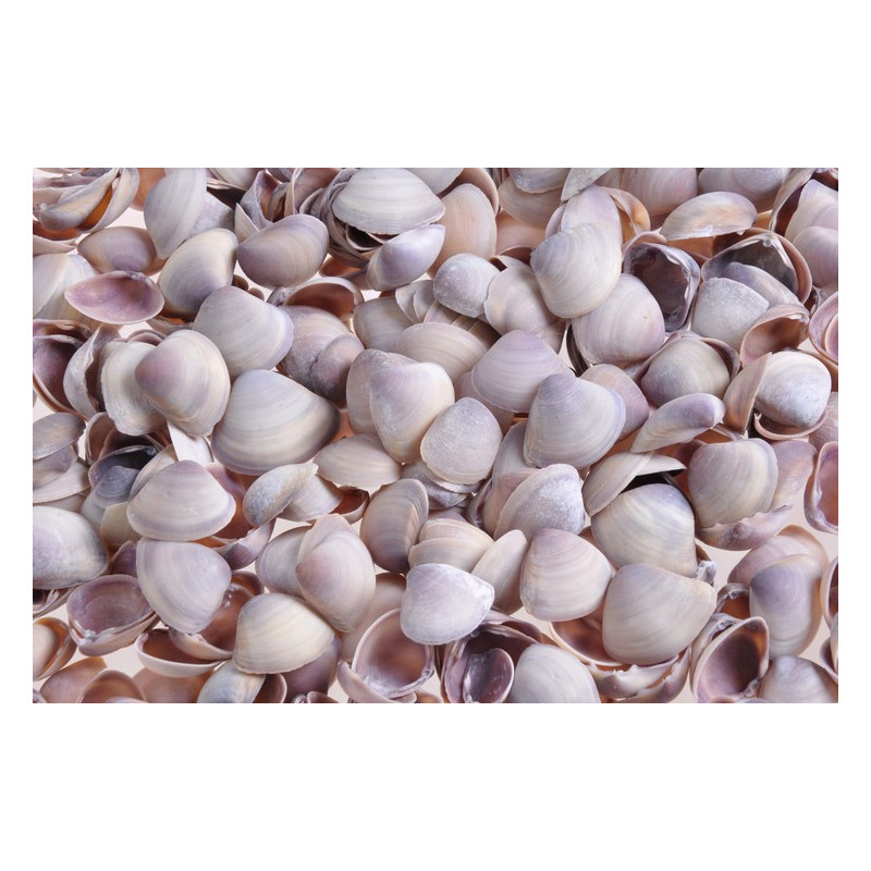 Muszle BLUE CHIPPY, 2,5-3cm_1KG