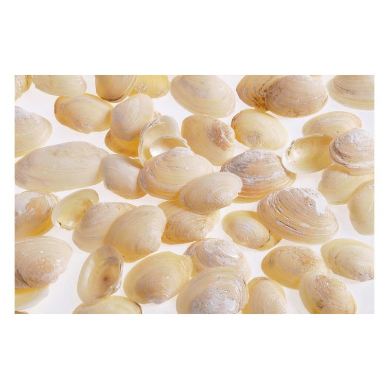 Muszle GOLDEN CHIPPY 4,5-5,5 cm 1KG