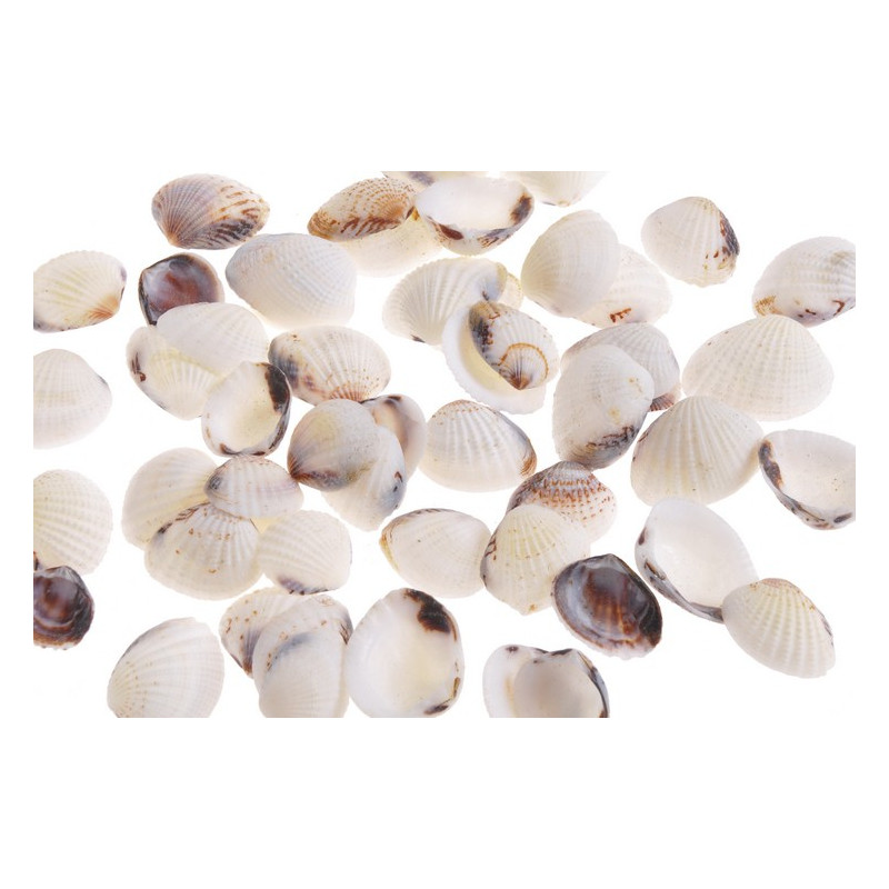 Muszle KARANDAI CHIPPY, 3,5-4 cm 1KG