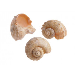 Muszle CHIRATTAI, 6-7 cm 1KG