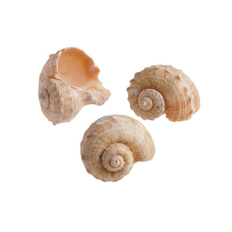 Muszle CHIRATTAI, 6-7 cm 1KG