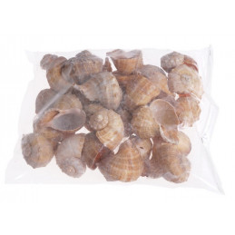 Muszle CHIRATTAI, 6-7 cm 1KG