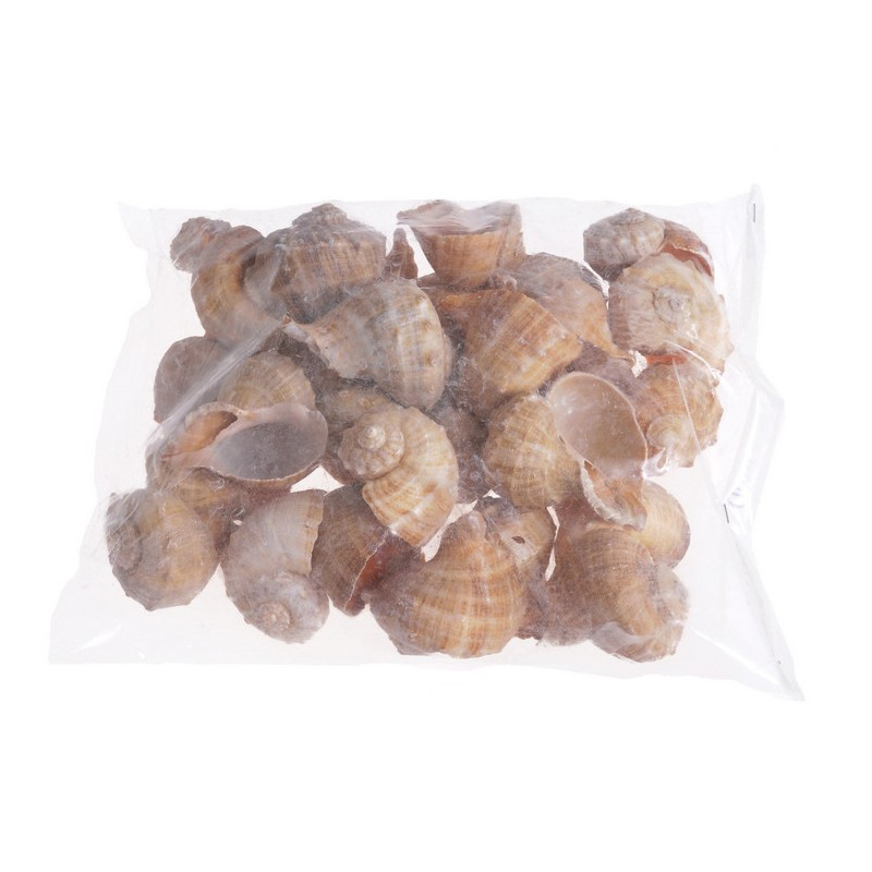 Muszle CHIRATTAI, 6-7 cm 1KG