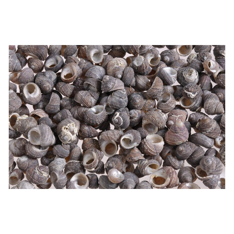 Muszle KARUPU KUDU, 2-2,5 cm 1KG