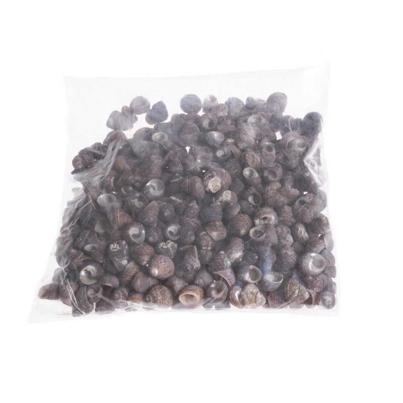 Muszle KARUPU KUDU, 2-2,5 cm 1KG