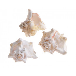 Muszle WHITE MULLI, 6-7 cm