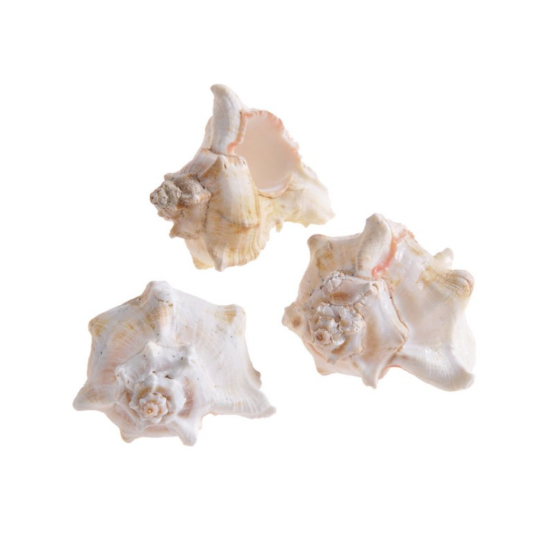 Muszle WHITE MULLI, 6-7 cm