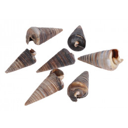 Muszle CONE SHELL, 6-8cm 1KG