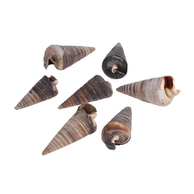 Muszle CONE SHELL, 6-8cm 1KG