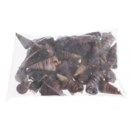 Muszle CONE SHELL, 6-8cm 1KG