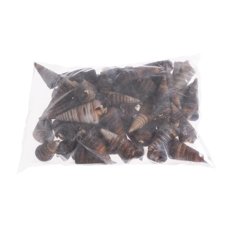 Muszle CONE SHELL, 6-8cm 1KG