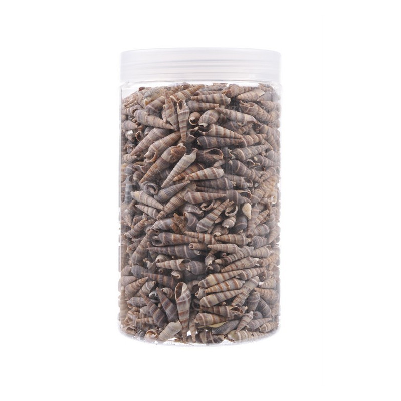 Muszle pojemnik, 900 g 2-3,5 cm