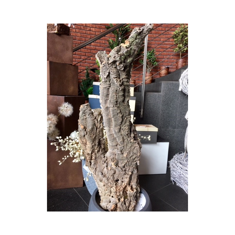 Kora dębu korkowego 20-200 cm