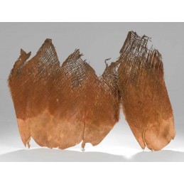 Palm bakla natural - kora palmowa LUZ