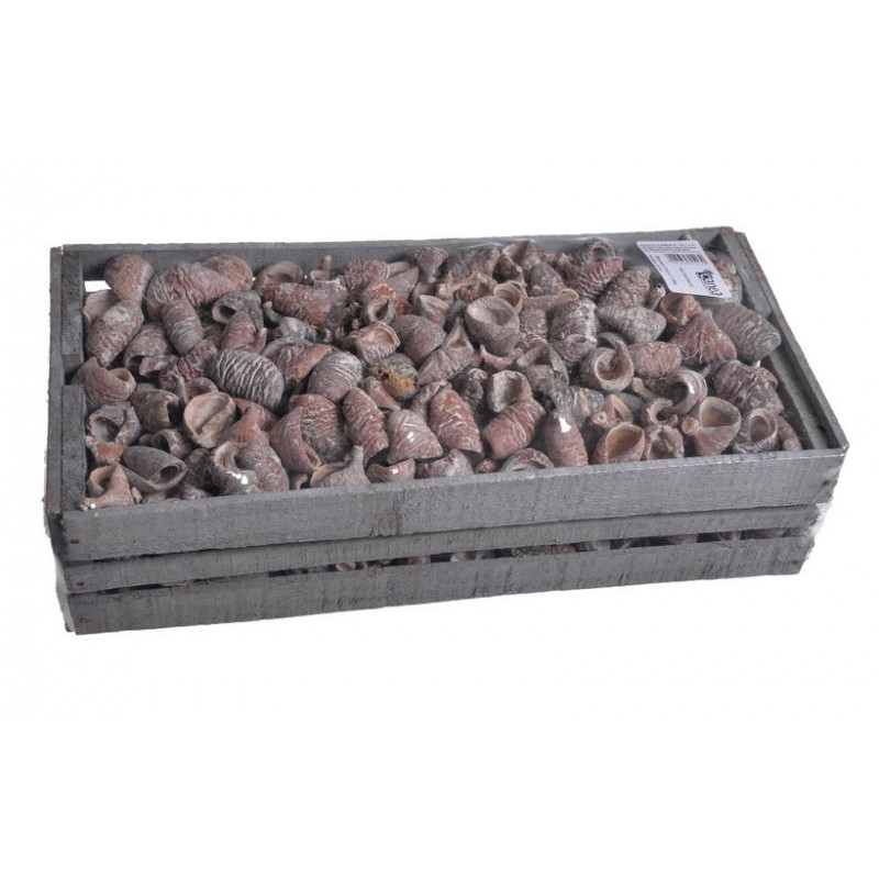 Wrinkle Pod frosted white x1.5 kg - susz dekoracyjny