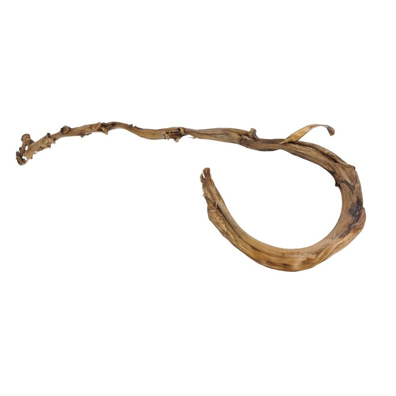 Banana Stick lakierowany 75 cm - laska mikołaja lakierowana