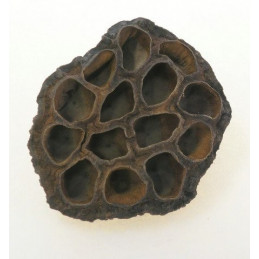 Lotos medium 5-7 cm LUZ