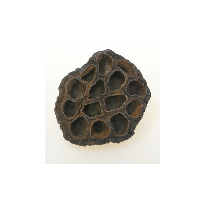 Lotos medium 5-7 cm LUZ