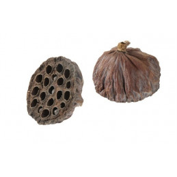 Lotus large 7-9 cm - LUZ - Lotos duży