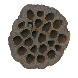 Lotus large 7-9 cm PACZKOWANY - Lotos duży paczka/10 szt