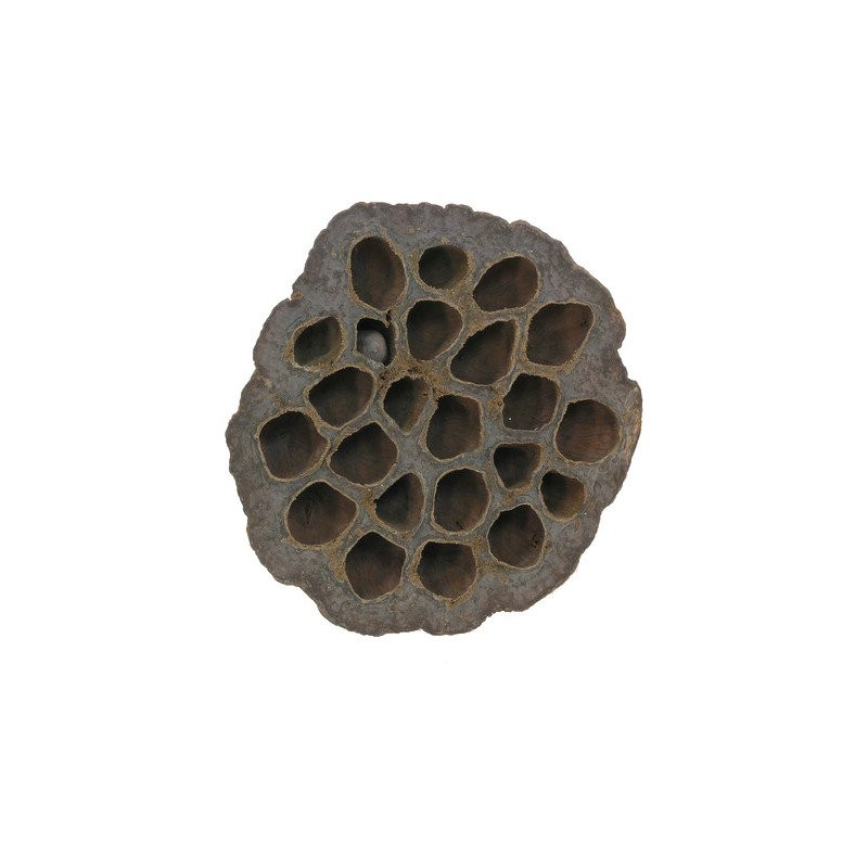 Lotus large 7-9 cm PACZKOWANY - Lotos duży paczka/10 szt