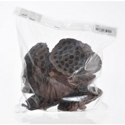 Lotus large 7-9 cm PACZKOWANY - Lotos duży paczka/10 szt