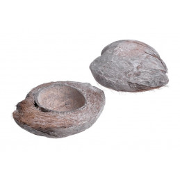 Coconut Halves frosted white 15-20 cm  -połówka orzecha kokosowego