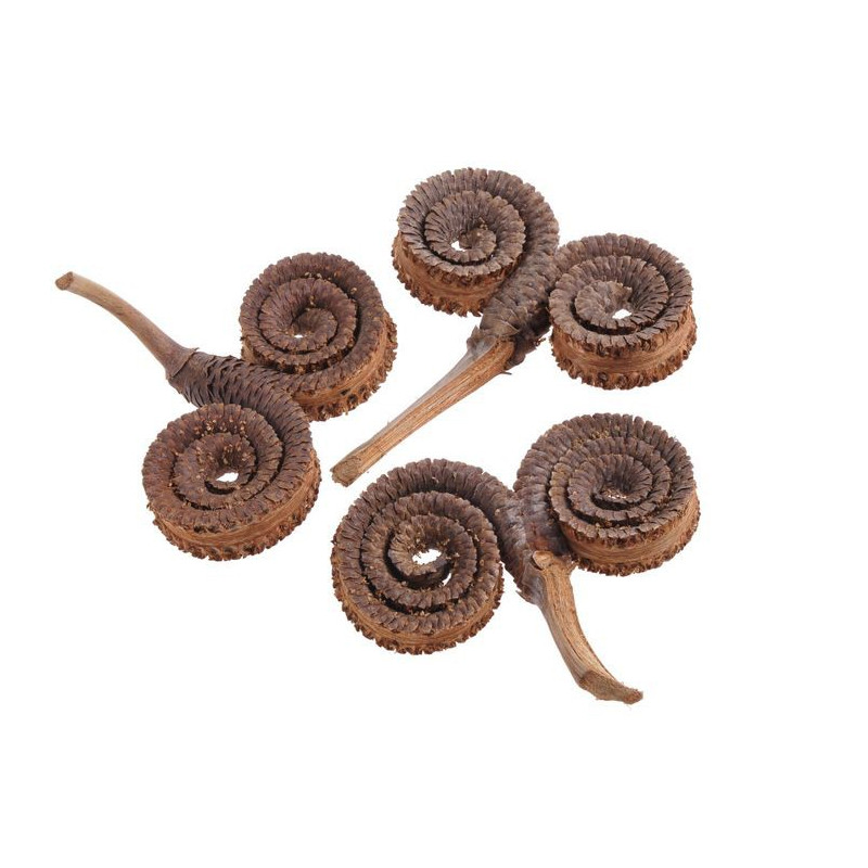 Palm Ring ( pacz. 10 szt)  -susz